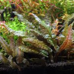 植栽から145日目　クリプトコリネ　ブローサ